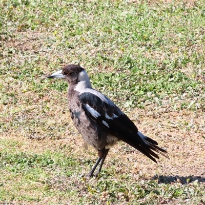 Gymnorhina tibicen (Australian Magpie) at Port Fairy, VIC - 1 Nov 2024 by MB