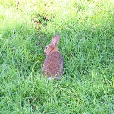 Oryctolagus cuniculus (European Rabbit) at Port Fairy, VIC - 1 Nov 2024 by MB