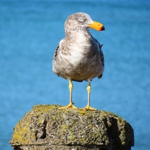 Larus pacificus at Port Fairy, VIC - 1 Nov 2024 05:18 PM