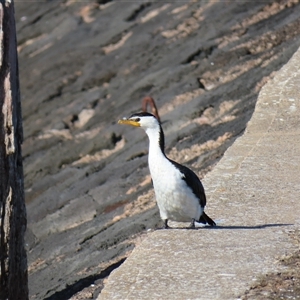 Microcarbo melanoleucos at Port Fairy, VIC - 1 Nov 2024