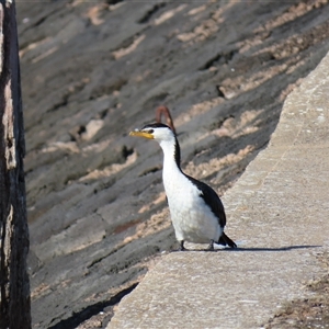 Microcarbo melanoleucos at Port Fairy, VIC - 1 Nov 2024 05:21 PM