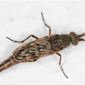 Neodialineura striatithorax at Melba, ACT - 6 Nov 2024