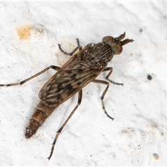 Neodialineura striatithorax at Melba, ACT - 6 Nov 2024