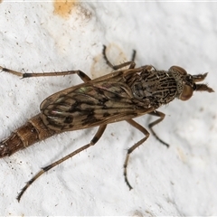 Neodialineura striatithorax at Melba, ACT - 6 Nov 2024