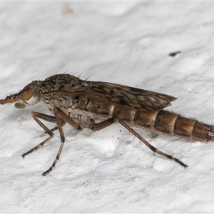 Neodialineura striatithorax at Melba, ACT - 6 Nov 2024