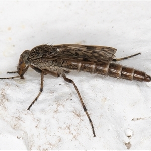 Neodialineura striatithorax at Melba, ACT - 6 Nov 2024