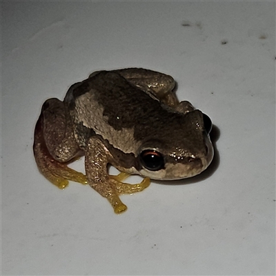 Litoria quiritatus (Screaming Tree Frog) at Braidwood, NSW - 8 Nov 2024 by MatthewFrawley