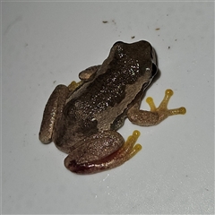 Litoria quiritatus at Braidwood, NSW - 8 Nov 2024