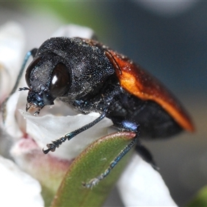 Castiarina erythroptera at Stromlo, ACT - 8 Nov 2024 07:25 PM