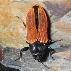 Castiarina erythroptera at Stromlo, ACT - 8 Nov 2024 07:25 PM