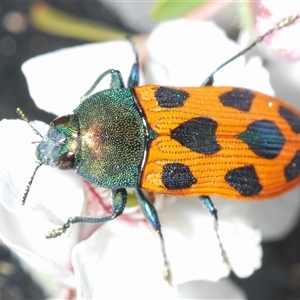 Castiarina octomaculata at Stromlo, ACT - 8 Nov 2024