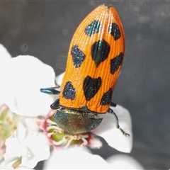 Castiarina octomaculata at Stromlo, ACT - 8 Nov 2024 07:27 PM