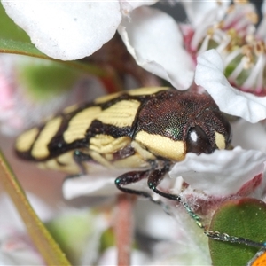 Castiarina decemmaculata at Stromlo, ACT - 8 Nov 2024 07:41 PM