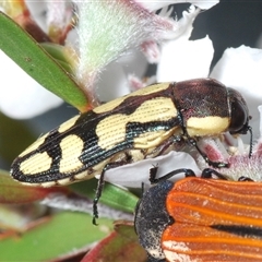 Castiarina decemmaculata at Stromlo, ACT - 8 Nov 2024 07:41 PM