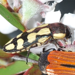 Castiarina decemmaculata at Stromlo, ACT - 8 Nov 2024 07:41 PM