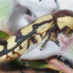 Castiarina decemmaculata at Stromlo, ACT - 8 Nov 2024 07:41 PM