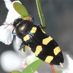 Castiarina australasiae at Stromlo, ACT - 8 Nov 2024 by Harrisi