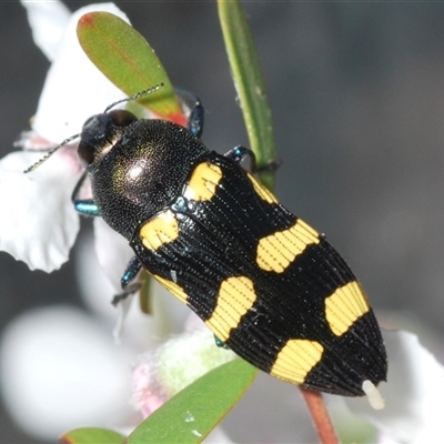 Castiarina australasiae (A jewel beetle) at Stromlo, ACT - 8 Nov 2024 by Harrisi