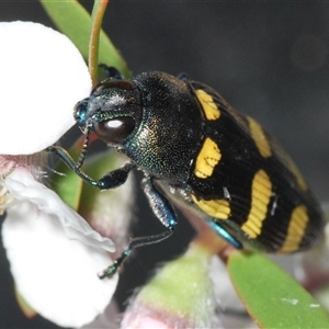 Castiarina australasiae at Stromlo, ACT - 8 Nov 2024 07:22 PM