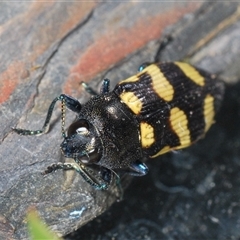 Castiarina australasiae at Stromlo, ACT - 8 Nov 2024 07:22 PM