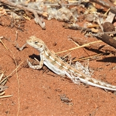 Unidentified Dragon at Francois Peron National Park, WA - 6 Nov 2024 by HelenCross