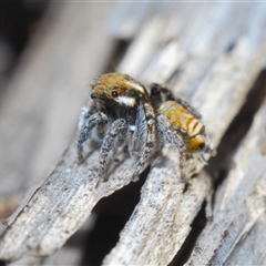 Maratus plumosus (Plumed Peacock Spider) at Uriarra Village, ACT - 8 Nov 2024 by Harrisi