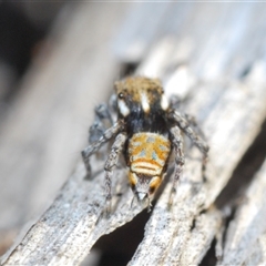 Maratus plumosus at Uriarra Village, ACT - 8 Nov 2024 06:32 PM