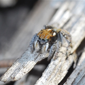 Maratus plumosus at Uriarra Village, ACT - 8 Nov 2024 06:32 PM