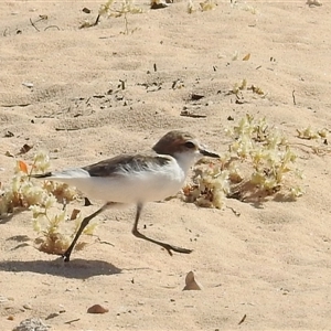 Anarhynchus ruficapillus at Francois Peron National Park, WA - 6 Nov 2024