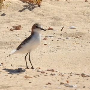 Anarhynchus ruficapillus at Francois Peron National Park, WA - 6 Nov 2024