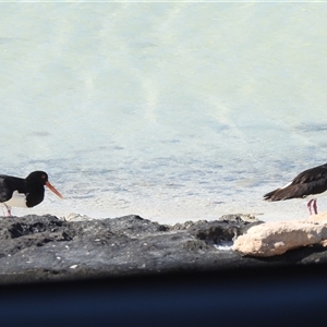 Haematopus longirostris at Francois Peron National Park, WA - 6 Nov 2024