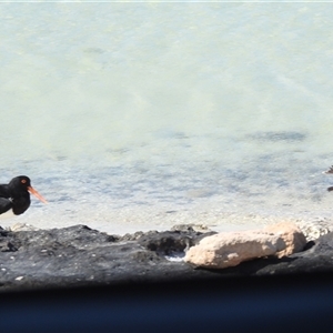 Haematopus longirostris at Francois Peron National Park, WA - suppressed