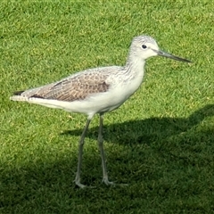 Tringa nebularia (Common Greenshank) at Monkey Mia, WA - 7 Nov 2024 by HelenCross