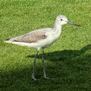 Tringa nebularia (Common Greenshank) at Monkey Mia, WA by HelenCross