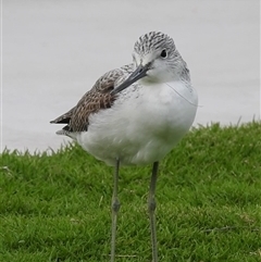 Tringa nebularia at Monkey Mia, WA - 7 Nov 2024 05:16 PM