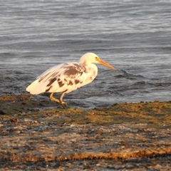 Egretta sacra (Eastern Reef Egret) at Carrarang, WA - 5 Nov 2024 by HelenCross