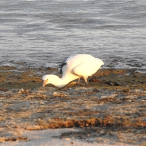 Egretta sacra at Carrarang, WA - 5 Nov 2024 07:57 AM