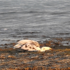 Egretta sacra at Carrarang, WA - 5 Nov 2024