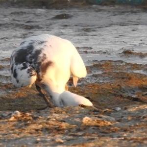 Egretta sacra at Carrarang, WA - 5 Nov 2024 07:57 AM