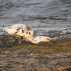 Egretta sacra at Carrarang, WA - 5 Nov 2024 07:57 AM