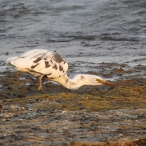 Egretta sacra at Carrarang, WA - 5 Nov 2024 07:57 AM