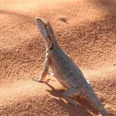 Pogona minor (Dwarf Bearded Dragon) at Francois Peron National Park, WA - 5 Nov 2024 by HelenCross