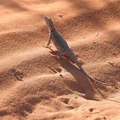 Pogona minor at Francois Peron National Park, WA - 5 Nov 2024 06:36 PM