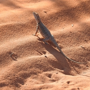 Pogona minor at Francois Peron National Park, WA - 5 Nov 2024 06:36 PM