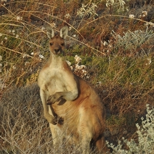 Macropus fuliginosus at Carrarang, WA by HelenCross