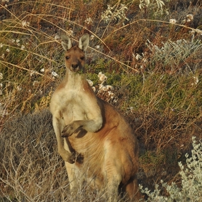 Macropus fuliginosus at Carrarang, WA - 4 Nov 2024 by HelenCross