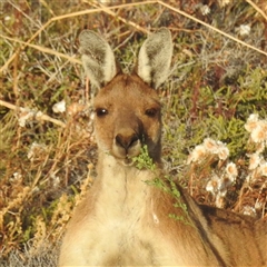 Macropus fuliginosus at Carrarang, WA - 5 Nov 2024 08:27 AM