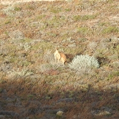 Macropus fuliginosus at Carrarang, WA - 5 Nov 2024 08:27 AM
