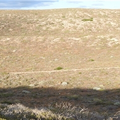 Macropus fuliginosus at Carrarang, WA - 5 Nov 2024 08:27 AM