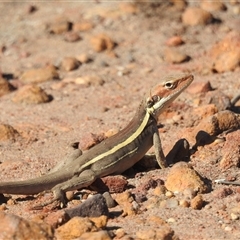 Gowidon longirostris (Long-nosed Dragon) at Kalbarri, WA - 1 Nov 2024 by HelenCross